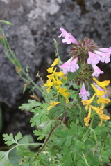 Corydalis