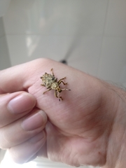 Platyomus nodipennis