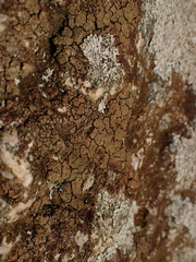 Acarospora fuscata