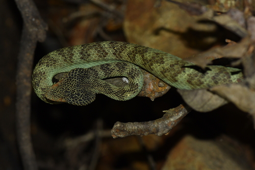 Travancore Pit Viper
