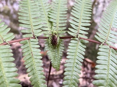 Diplopterygium glaucum