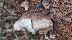 Fomitopsis pinicola