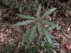 Litsea acuminata