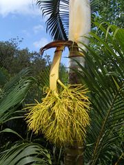 Dypsis