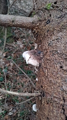 Fomitopsis pinicola