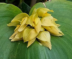 Pleurothallis marthae