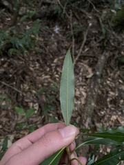 Litsea acuminata
