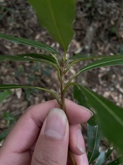 Litsea acuminata
