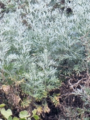 Artemisia argentea image