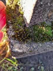 Orthotrichum anomalum