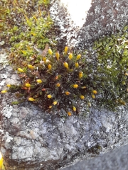 Orthotrichum anomalum