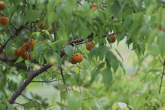 Prunus armeniaca