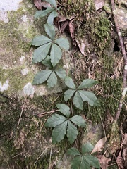 Tetrastigma obtectum