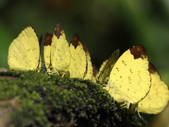 Eurema simulatrix