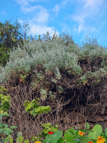 Image of Artemisia argentea by (c) Vítor Jorge, some rights reserved (CC BY)