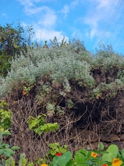 Image of Artemisia argentea