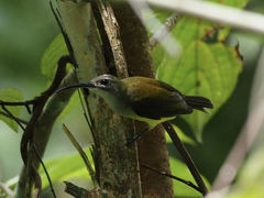 Arachnothera longirostra