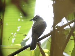 Alophoixus ochraceus