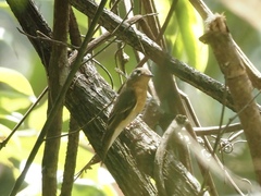 Ficedula mugimaki
