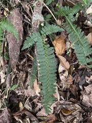 Polystichum hancockii