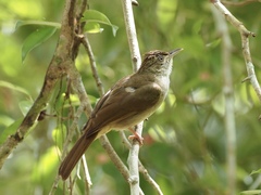 Iole viridescens cinnamomeoventris