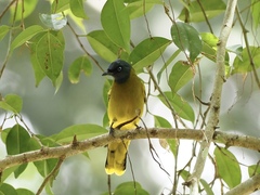 Brachypodius melanocephalos