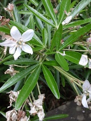 Choisya ×dewitteana