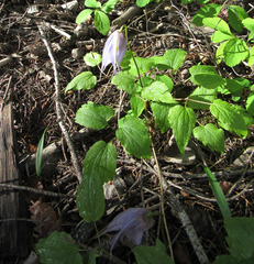 Clematis occidentalis