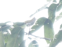 Erpornis zantholeuca