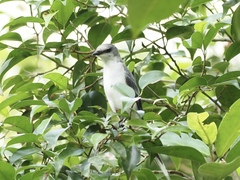 Pericrocotus divaricatus