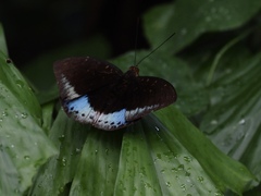 Lexias dirtea