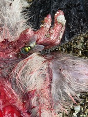 Chrysomya rufifacies