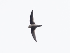 Aerodramus germani