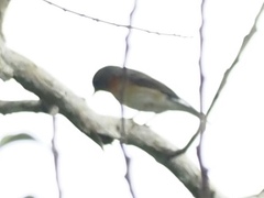 Ficedula mugimaki