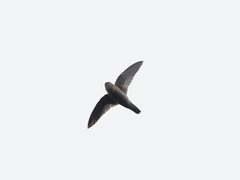 Aerodramus germani