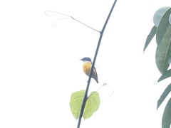 Dicaeum trigonostigma