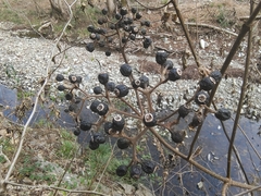 Mussaenda shikokiana
