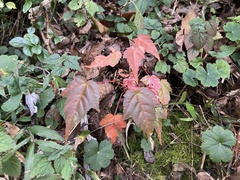 Acer morrisonense