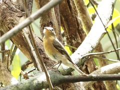 Ficedula mugimaki