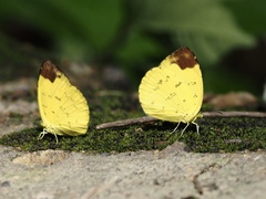 Eurema simulatrix