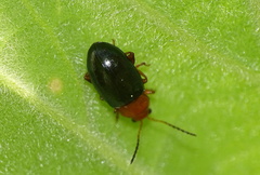 Podagrica fuscicornis