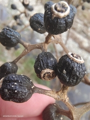 Mussaenda shikokiana