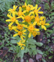 Senecio integerrimus