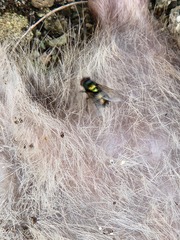 Chrysomya rufifacies