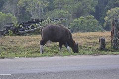 Bos gaurus