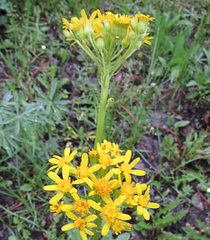 Senecio integerrimus