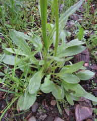 Senecio integerrimus