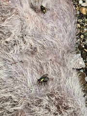 Chrysomya rufifacies