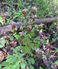 Thalictrum occidentale