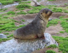 Arctocephalus gazella